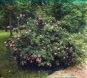[1905–1915]. Цветущие розы. Гатчина (предположительно). 