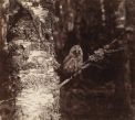 [1910]. Молодая сова в лесу. Этюд. 